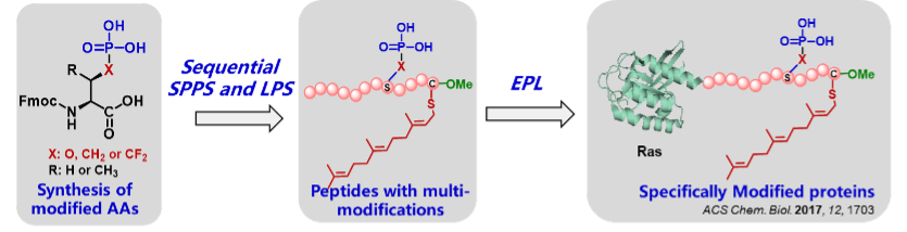 Mechanistic Investigation